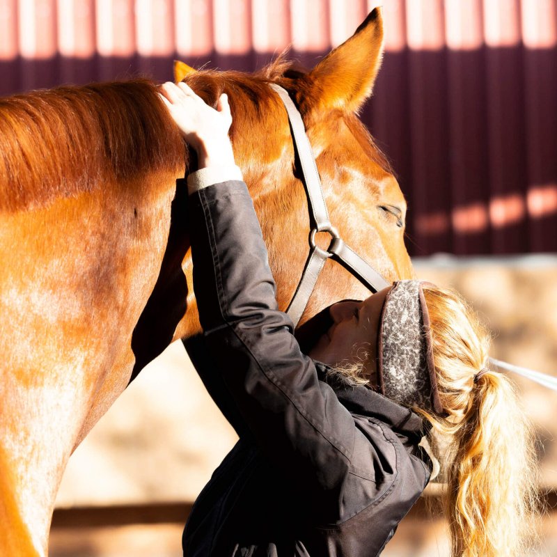 behandlung physiotherapie pferde