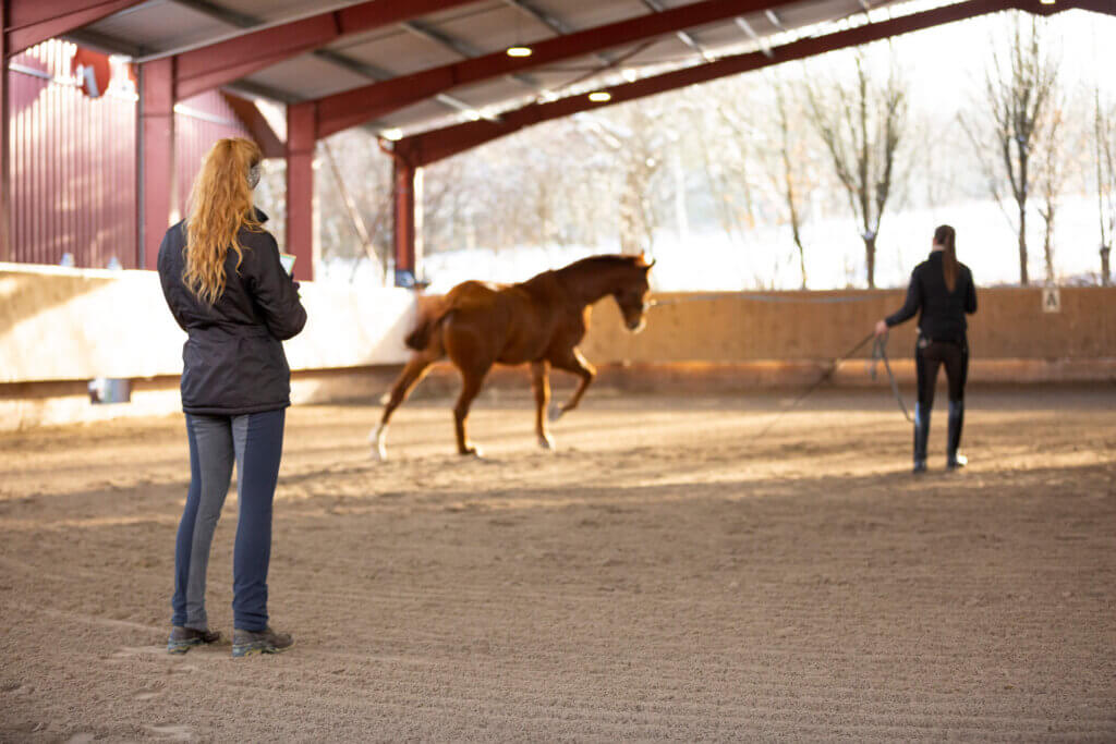 physiotherapie-pferd-sarah-fuchs